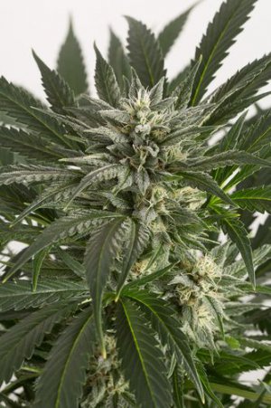 Семена Dinafem Seeds Blue Critical