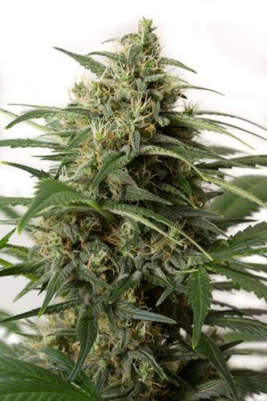 Семена Dinafem Seeds Moby Dick XXL