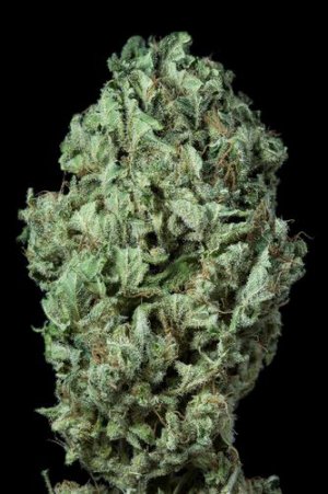 Семена Dinafem Seeds Sour Diesel